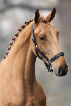 BWP Kleur - Colour: Vos - Chestnut Geslacht - Gender: Ruin - Gelding