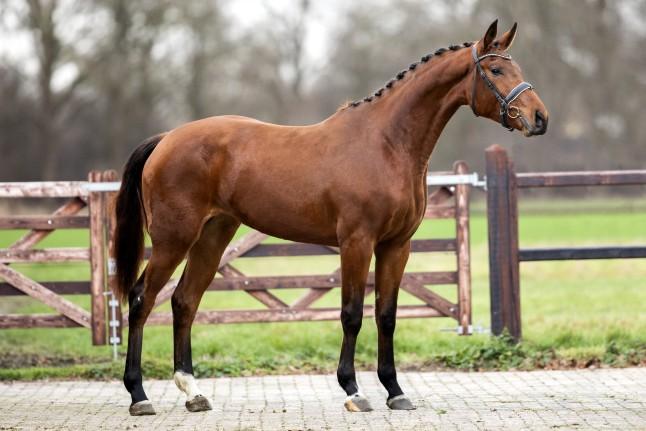 VAN HET LINDEBOS OGANO SITTE NALTYSSE DE SAINTE-HERMELLE ANDIAMO