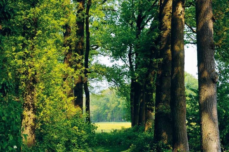 We stellen in deze gebieden voor de kamerstructuur te versterken of (opnieuw) te creëren door in eerste instantie bomen langs wegen en kavelgrenzen te planten.