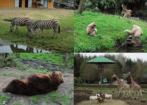 Er zijn apen, zebra s, giraffen, beren en zoveel meer.