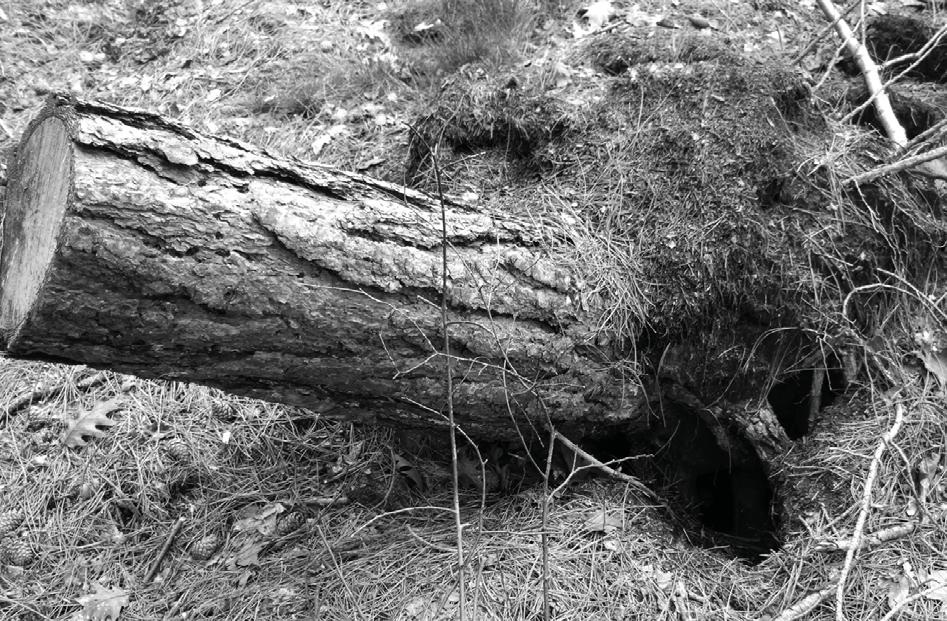 bosuil, uit een hol uit de grond had zien vliegen. Dit hol was ontstaan nadat een zwarte den met kluit was omgevallen.