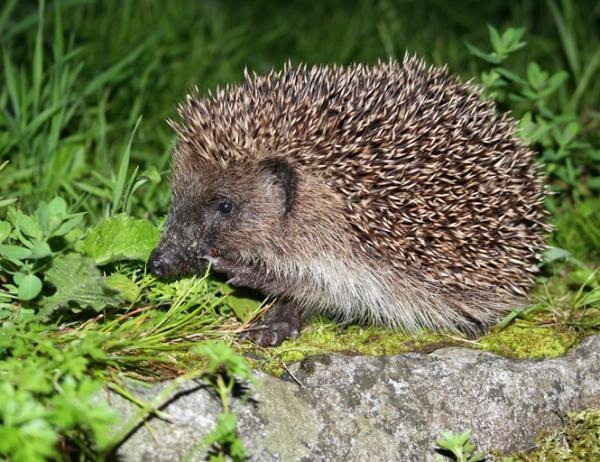 De Egel (Erinaceus europaeus) Egel ( Wesley Overman) De egel (Erinaceus europaeus) is onmiskenbaar door de stekels op de rug en de bovenzijde van de kop. Het is een soort in de orde van inseteneters.