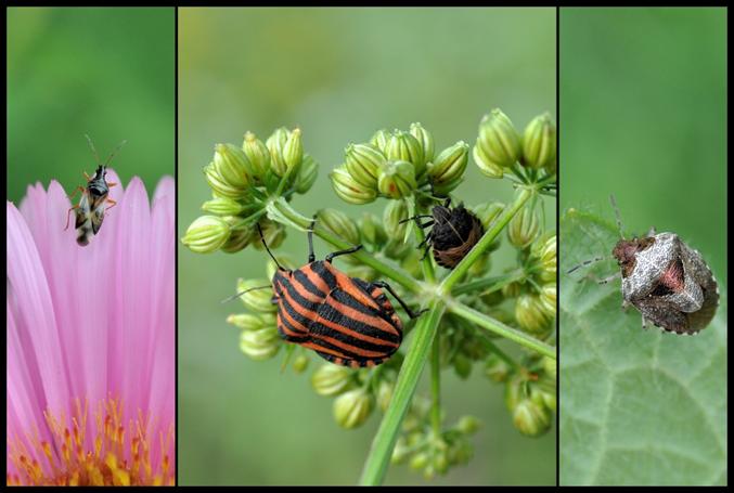 Natuurlijk zag ik ook dit keer enkele wantsen. De gewone bloemwants (links) is 3,5 tot 4,5 mm groot. Het pronotum (rug- of halsschild) is zwart.