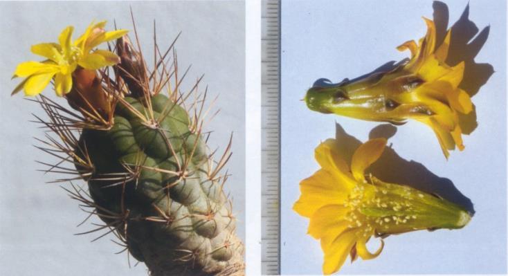 Afb. 14: W. fidana in bloei Afb. 15: W. fidana, bloemsnede een groot gedeelte van het jaar droog staan.