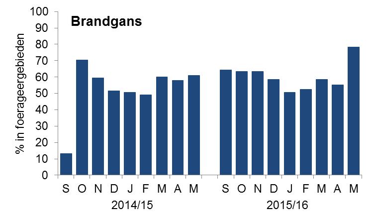 Grauwe Gans Bij de Grauwe Gans was het gebruik van de foerageergebieden minder uitgesproken dan bij de andere soorten. Het aandeel in foerageergebied bedroeg nooit meer dan 29%.