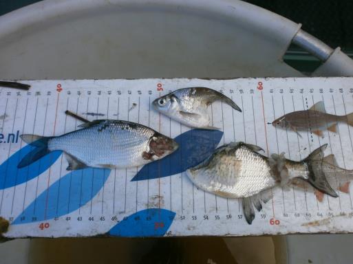 Hieruit blijkt dat de vangst in de passagefuik in vergelijking met het visaanbod gering is. Zowel bij het aanbod als bij de passage zijn brasem en kolblei de meest aangetroffen vissoorten.