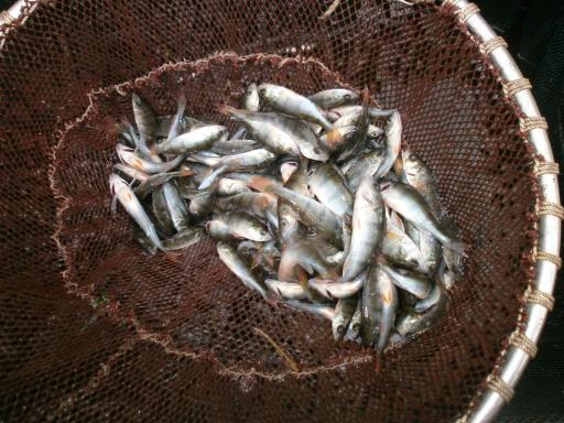 - Monitoring vismigratieknelpunten 2013 - Figuur 8.6.Baars uit aanbodfuiken Figuur 8.7. Dodelijk beschadigde paling 8.
