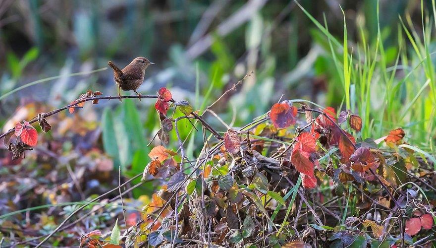 Heggenmus 4. Help de insecten De insecten hebben het zwaar in Nederland. Eén onderzoek liet zien dat ze met zo n 75% achteruit zijn gegaan de laatste decennia.