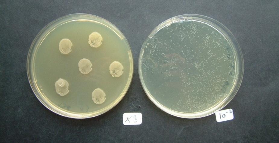 Watermerkziekte in wilg Ziekteverwekker = bacterie Brenneria salicis Tast het hout aan geen watertransport uitdroging Verloop van