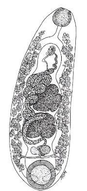 De trematoden van de Paramphistomidae familie zijn dik en circulair op doorsnede en de cuticula is meestal zacht (Soulsby, 1965).
