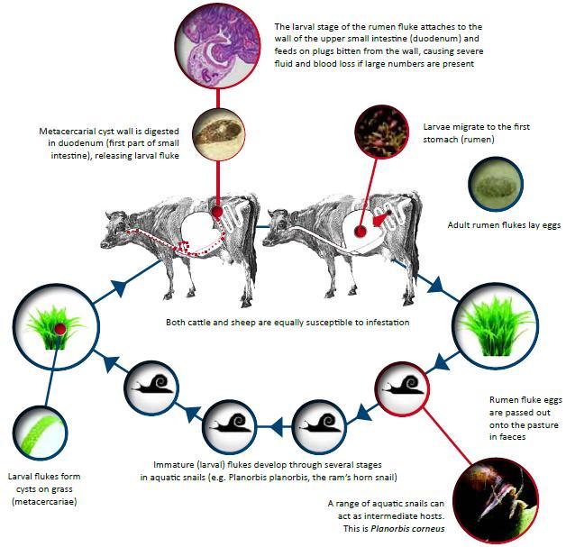 Fig. 3 : Levenscyclus Paramphistomum species (uit Animal Health Ireland, 2013) Bij blootstelling aan licht komen de miracidia snel uit het ei en kunnen ze slakken infecteren.