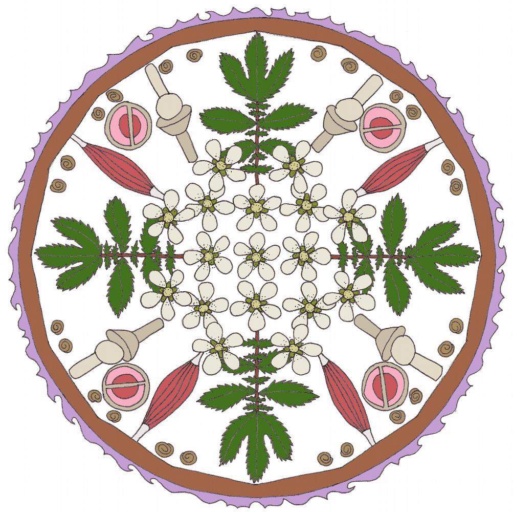 Moerasspirea Filipendula ulmaria In bovenstaande mandala zijn de kenmerken van Moerasspirea symbolisch weergegeven. De opbouw van de mandala is enigszins gelijk als de mandala van de rozenfamilie.