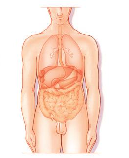 Bijlage: Het bloedvaten- en lymfestelsel Kanker kan uitzaaien via het bloed en/of de lymfe.
