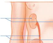 Bijlage: De blaas Notities Urine komt via de urineleiders (ureters) in de blaas terecht.