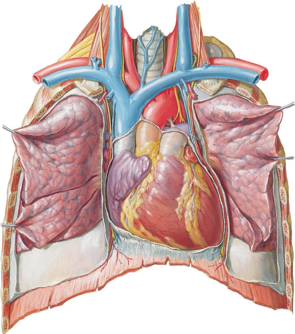 De morfologische kenmerken van het hart Vena cava superior aorta truncus pulmonalis rechter atrium linker atrium