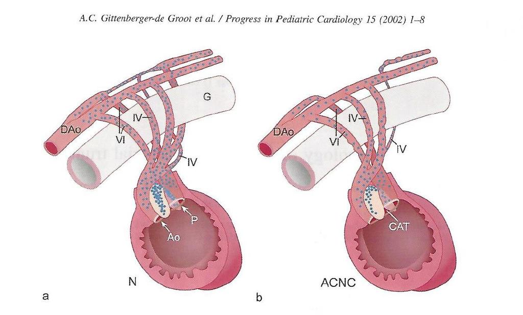 Neural crest ablatie in