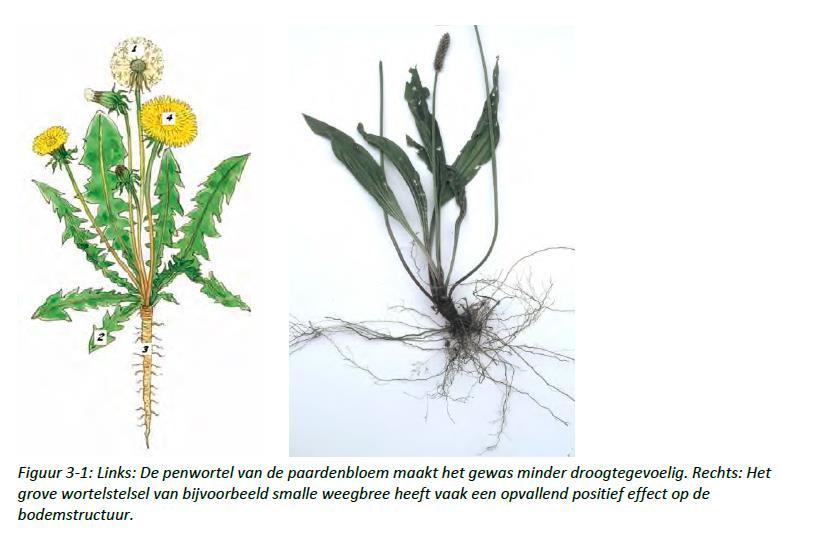 Beworteling - Penwortel cichorei paardenbloem pastinaak luzerne - Grof wortelstel