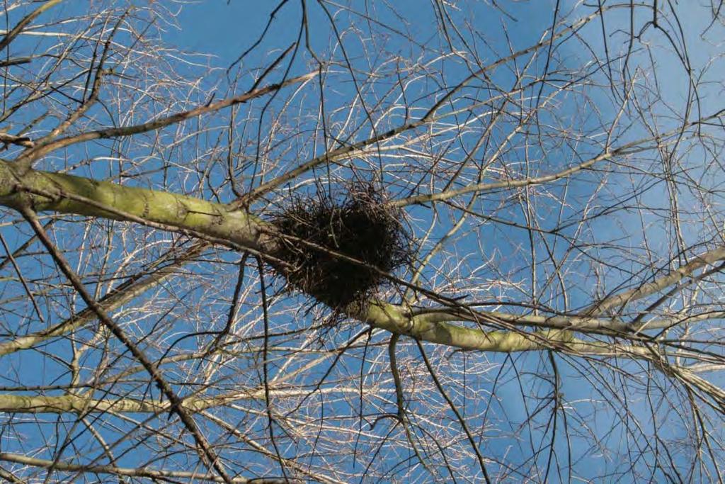 8 Oude kraaiennesten kunnen gebruikt worden als nest door de ransuil.