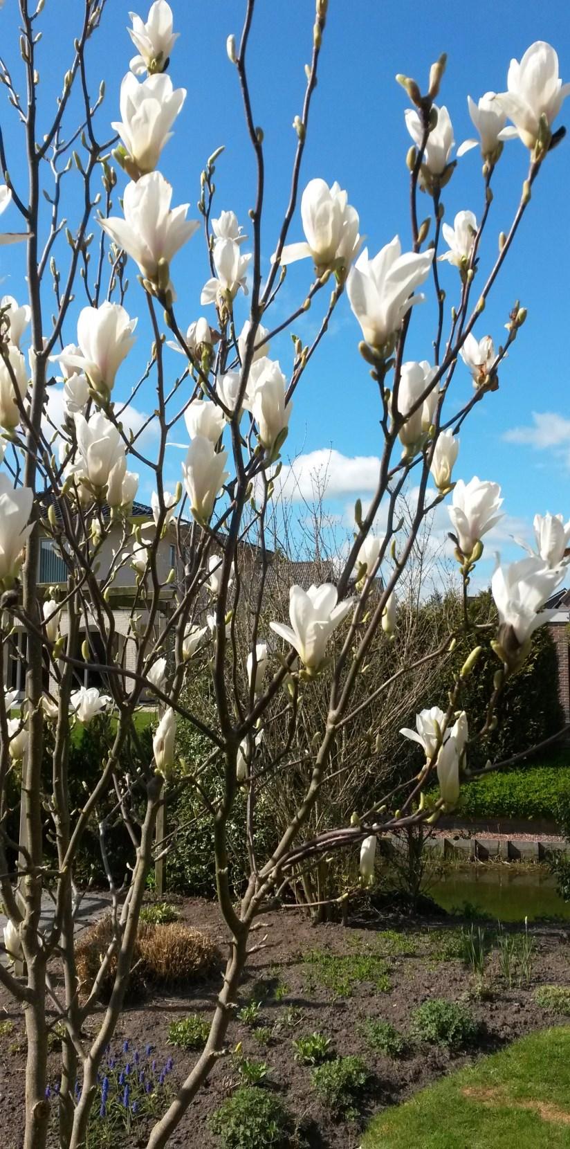 Ze zeggen dat je dan de rest van het jaar beter af bent nou, ik ben benieuwd! Heeft iedereen ook weer zin in het nieuwe tuinseizoen? Genieten en kijken wat er terecht komt van al die nieuwe plannen?