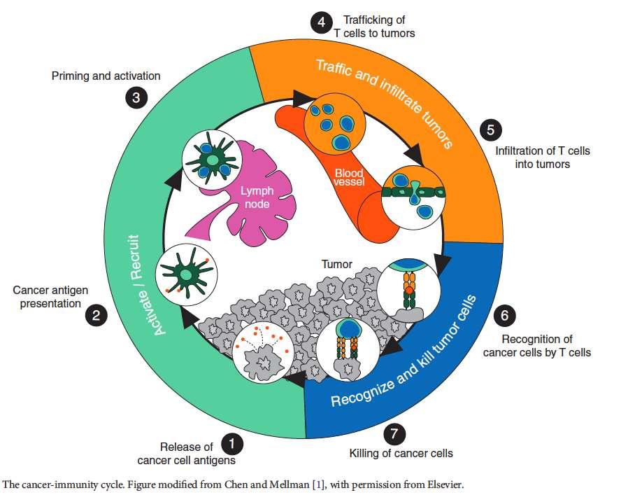 Kim and Chen, Ann Oncol 2016 Cancer immunity cycle Capacity to infiltrate T cell