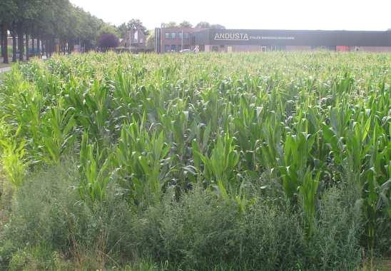 in de nabijheid van het plangebied.