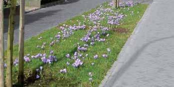 sneeuwklokje, hyacint)