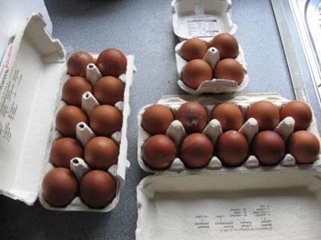 wogen zelfs meer dan 80 gram! Op onze laatst gehouden clubdag van de Welsumerclub haalden de meeste eieren van de grote Welsumer nauwelijks het minimale gewicht van 60 gram.