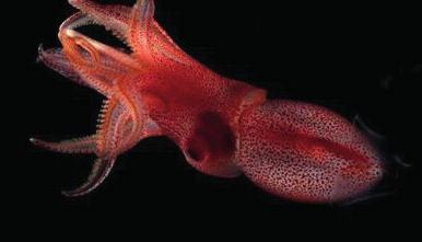 Inktvis heeft ogen van verschillende grootte voor jacht Een in de diepzee levende inktvis heeft ogen van verschillende grootte om beter te kunnen jagen, zo blijkt uit een nieuwe studie.
