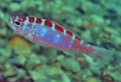 Deze vis verandert meermaals per dag van geslacht In de aquaristiek zijn vele eigenaardigheden te vinden.