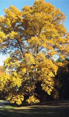 SORTIMENT Carya glabra in herfsttooi van 4-5 mm verbonden met de centrale bladsteel. De bladrand is fijn gezaagd en het bladoppervlak is glanzendgroen en licht behaard tot kaal.