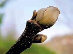 zoals er in Europa, en dus ook hier in Nederland, tal van goede vruchtdragende species van Juglans regia voorhanden zijn, zo is dat ook het geval voor deze Carya illinoinensis.