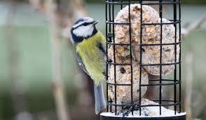Wanneer voer je wat? Vogels gebruiken het hele jaar veel energie.