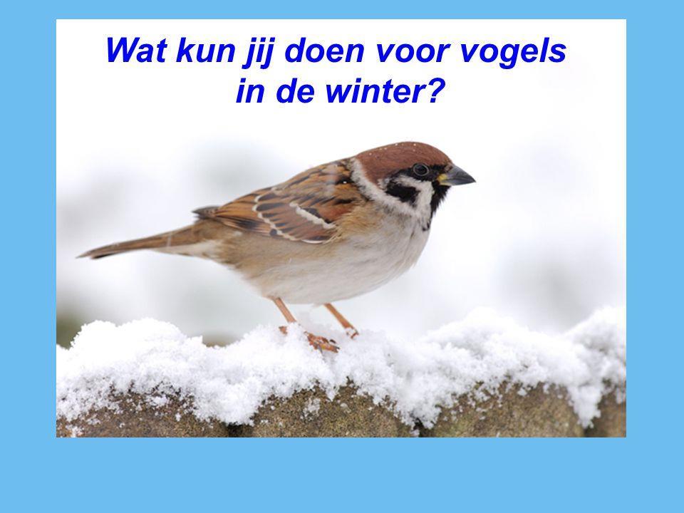 En in de herfst bouwen ze reserves op voor de winter. U kunt ze dus het hele jaar bijvoeren. Vogels proppen zich niet vol als hun honger gestild is.