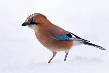 grond alleen de witte stuit goed kan zien van een vliegende gaai. De Vlaamse gaai is niet bepaald een zangvogel aangezien hij een luide hese schreeuw of roep maakt.