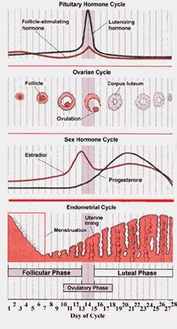 Hemostasis