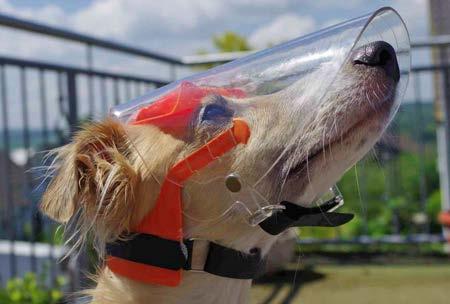 NEK BAND Tijdens de eerste periode van het dragen van de Optivizor dient de klittenbandsluiting om de nek stevig gesloten te zijn met ruimt voor maar een vinger.