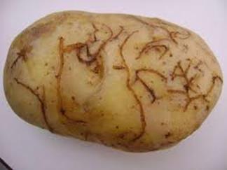 Fytosanitaire regelgeving in de EU voor aardappel EU