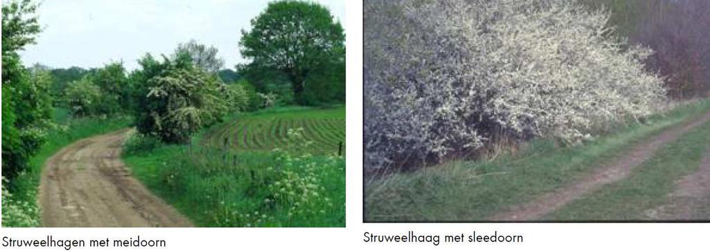 Figuur 15. Foto s van hakhoutsingels uit Landschapspakketten Groen Blauw stimuleringskader van de provincie Noord-Brabant. 3.2.