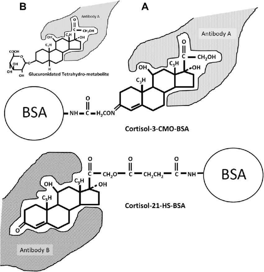 Zeugswetter et al.