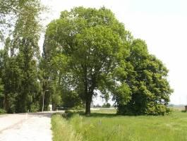 boomdeskundige van de gemeente Weert- hebben we de bomen in de buurt van de Heerweg voor het Bomenregister gescreend.