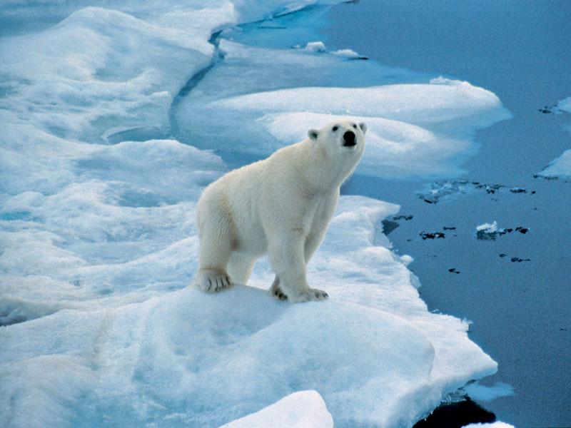 Door de bijzondere ligging in het eeuwige ijs, waar de warme golfstroom samenkomt met de koude lucht en het koude water uit het noorden, is de Arctische eilandengroep een biologisch middelpunt