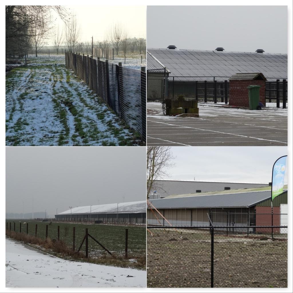 Fotoselectie 3: zo kan het ook Linksboven: Deugdelijke afrastering om de gehele zeer grote vrije uitloopzone, maaswijdte 5 cm, gedeeltelijk voorzien van schrikdraad.