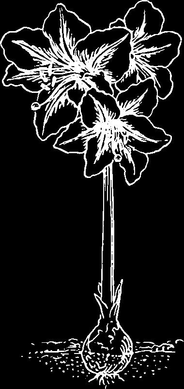Amaryllis Amaryllis, wat een bloem! Deze bloem heeft helemaal geen blaadjes. Amaryllis, wat een bloem! Deze bloem heeft echt alleen een steel.