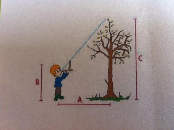 15 Berk: meet de hoogte Hoe hoog is deze berk? Met de driehoek uit je tas kun je bepalen hoe hoog de boom ongeveer is.