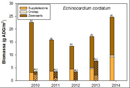 5.5.4 Echinocardium cordatum De zeeklit (E. cordatum) had een relatief hoge dichtheid en biomassa in Ameland Impact in 2010. Beide parameters zijn afgenomen voor de soort in 2011.