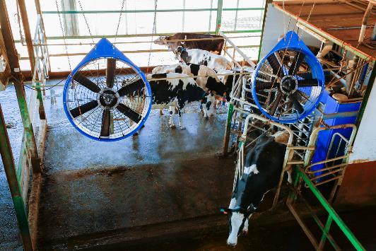 DeLaval stelt een nieuw type parallelstal voor met een nieuwe benadering om koeien rustig, snel en efficiënt door het melkproces te bewegen.