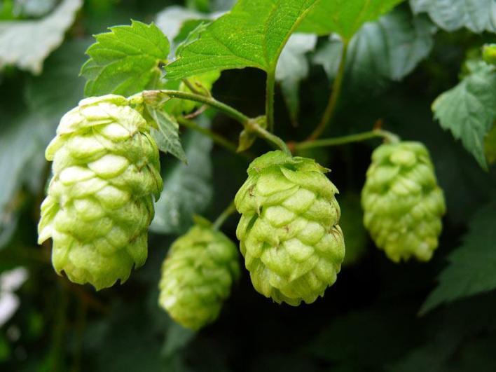 Hop Een biertype waarbij speciaal veel hop wordt gebruikt is India Pale Ale. Voorheen werd dat sterk gehopt om het houdbaar te maken voor de lange reis per schip naar India.