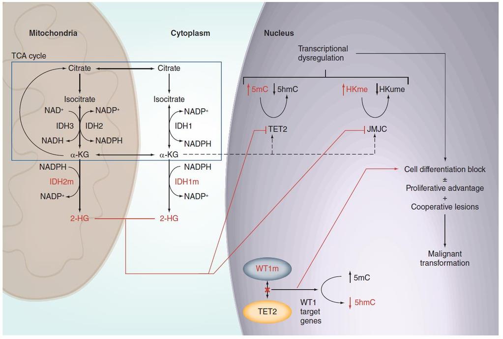 IDH1/IDH2 mutaties in AML