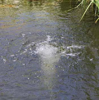 Water vitaliseren AirTec Luchtmembraanpompen Zuurstofverrijking levert een grote bijdrage aan het welzijn van vissen en planten in particuliere vijvers en voor de bacteriecultuur in filtersystemen,