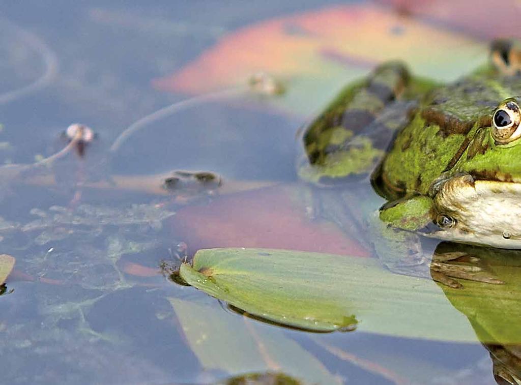 Mechanische en biologische zuivering Een waterpartij kan vrij van vuil gehouden worden met een mechanisch werkend filtersysteem, daarmee worden echter niet de opgeloste organische stoffen